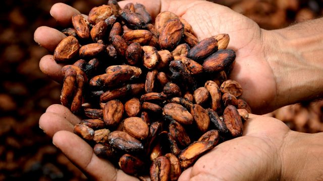 sustainable cocoa