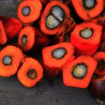 palm oil sustainability