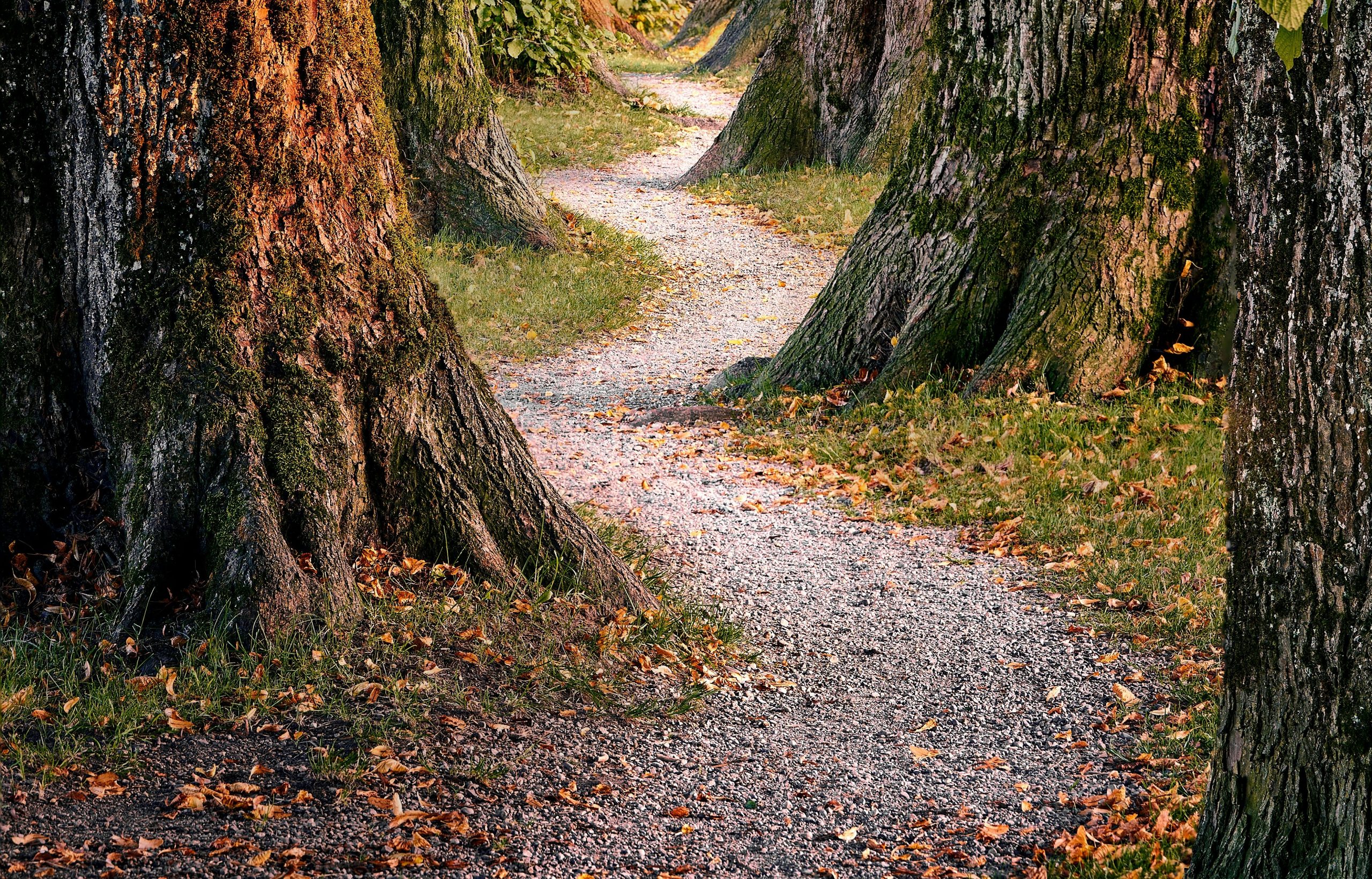 The Hidden Cost of Shortcuts The Auditor